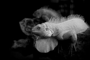 管理職になりたい理由の例文は何ですか？